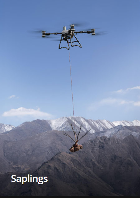 T100 Lift System Saplings